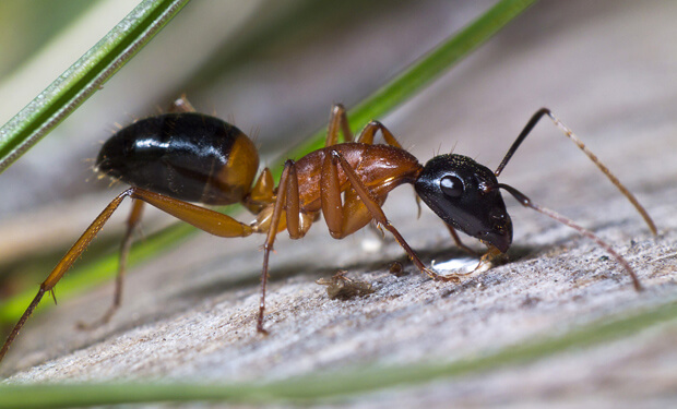 How to get ants out of a garden plot