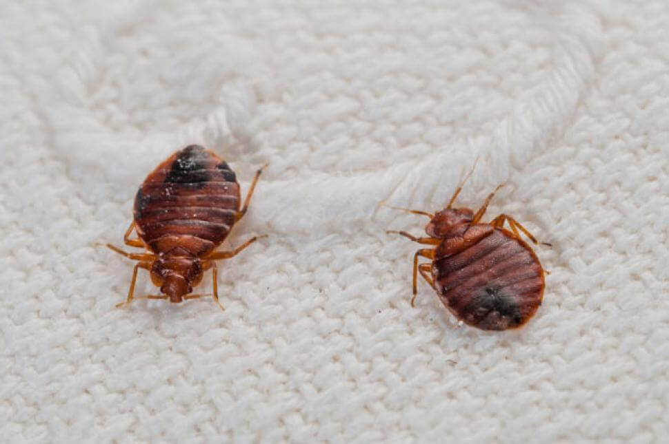 Where do bed bugs come from in an apartment