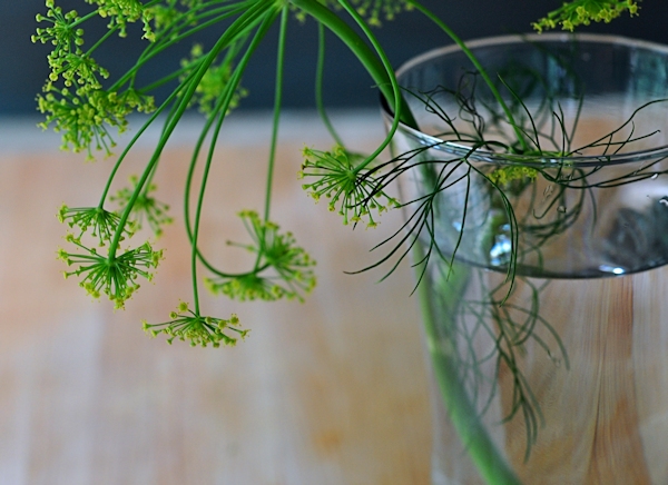 How to keep dill in the refrigerator long
