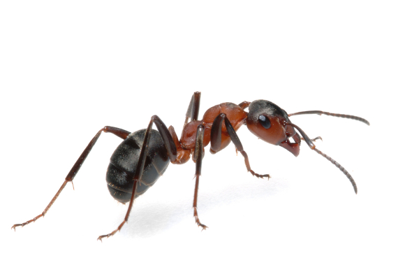How to get ants out of the house with folk remedies